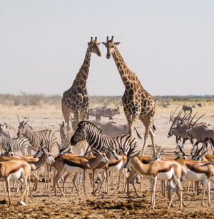 Namibia | Etosha National Park | Ultimate Travel Company