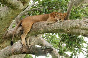 Uganda | Queen Elizabeth National Park | Ultimate Travel Company