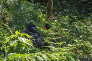 Volcanoes National Park | Gorilla | Ultimate Travel Company