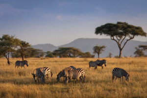 African Zebras Seen During A Sunrise Safari in the Serengeti National Park | Luxury Tanzania Safaris | The Ultimate Travel Company