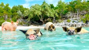 Bay of Pigs in Bahamas