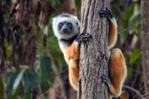 Lemur | Luxury Madagascar Holidays | The Ultimate Travel Company