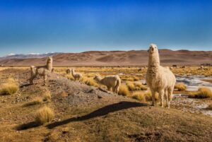 South America | The Ultimate Travel Company
