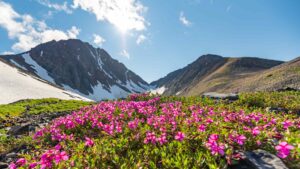 Yukon | Yukon Flower | Ultimate Travel Company
