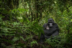 Uganda | Gorilla in Bwindi Impenetrable Forest | Ultimate Travel Company