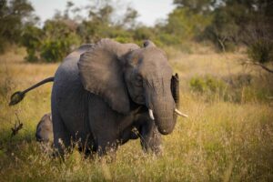 Greater Kruger | Greater Kruger Wildlife | Ultimate Travel Company
