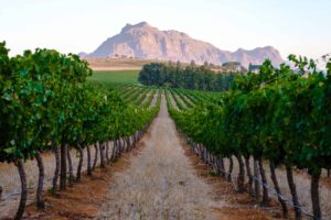 The Winelands | Vineyard | Ultimate Travel Company
