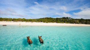 Bay of Pigs, Bahamas