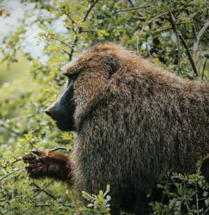 AKAGERA NATIONAL PARK | The Big Five in Rwanda's Untamed Wilderness | The Ultimate Travel Company