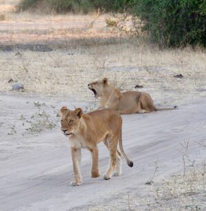 CHOBE NATIONAL PARK | Two Lions feeling bored | Ultimate Travel Company