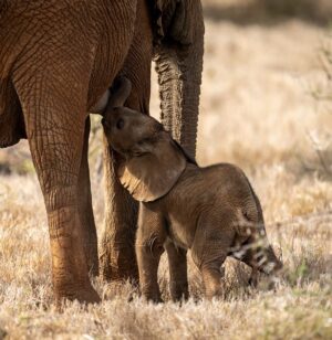 A Baby Elephant Feeding From its Mother | Kenya Holidays | Kenya Safaris | The Ultimate Travel Company