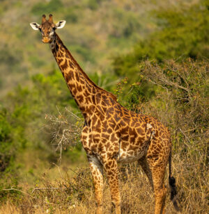 AKAGERA NATIONAL PARK | The Big Five in Rwanda's Untamed Wilderness | The Ultimate Travel Company