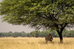 Panna National Park, India | Wildlife | Ultimate Travel Company