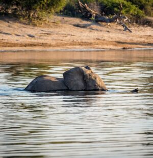 CHOBE NATIONAL PARK | Elephant playing in the river | Ultimate Travel Company