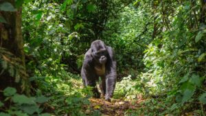 Silverback Gorilla | The Ultimate Travel Company