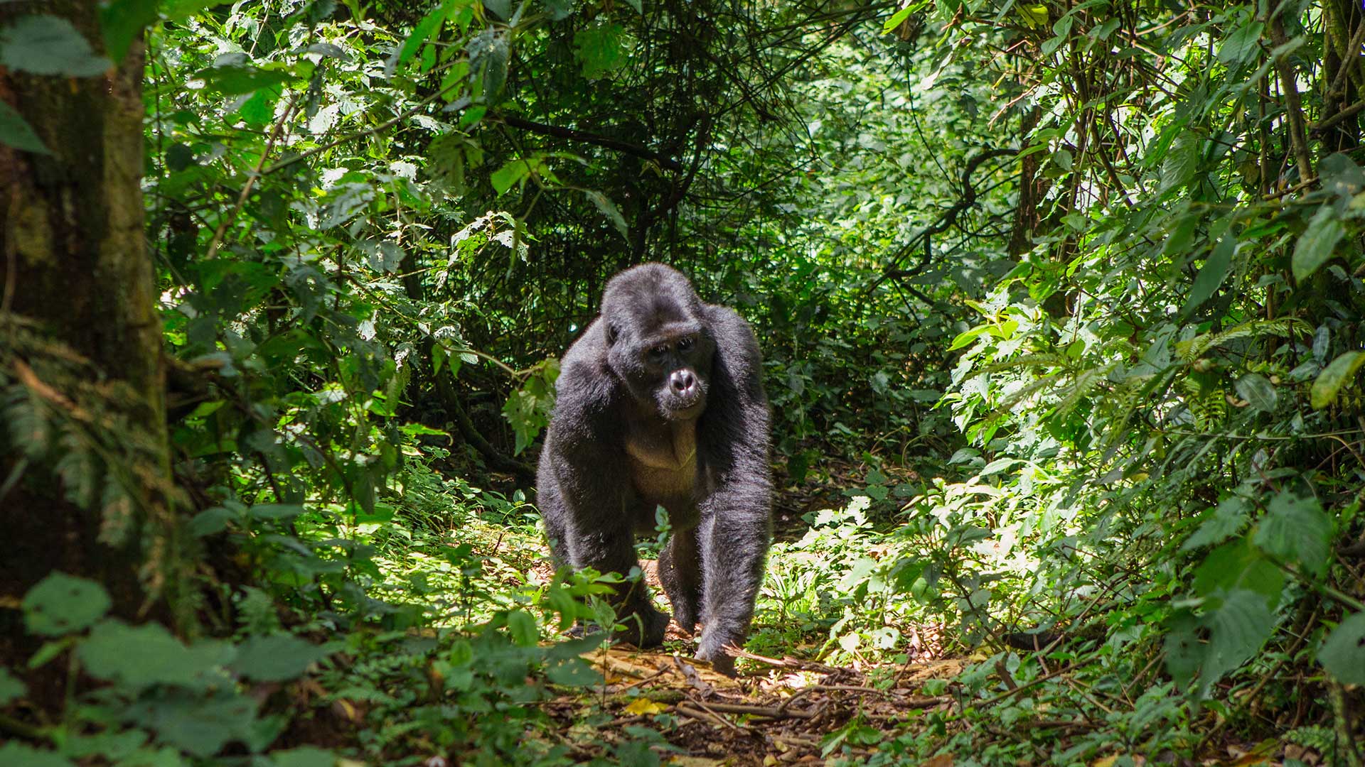 A Silverback Gorilla Walking Through the Forest | Luxury Rwanda Holidays | The Ultimate Travel Company