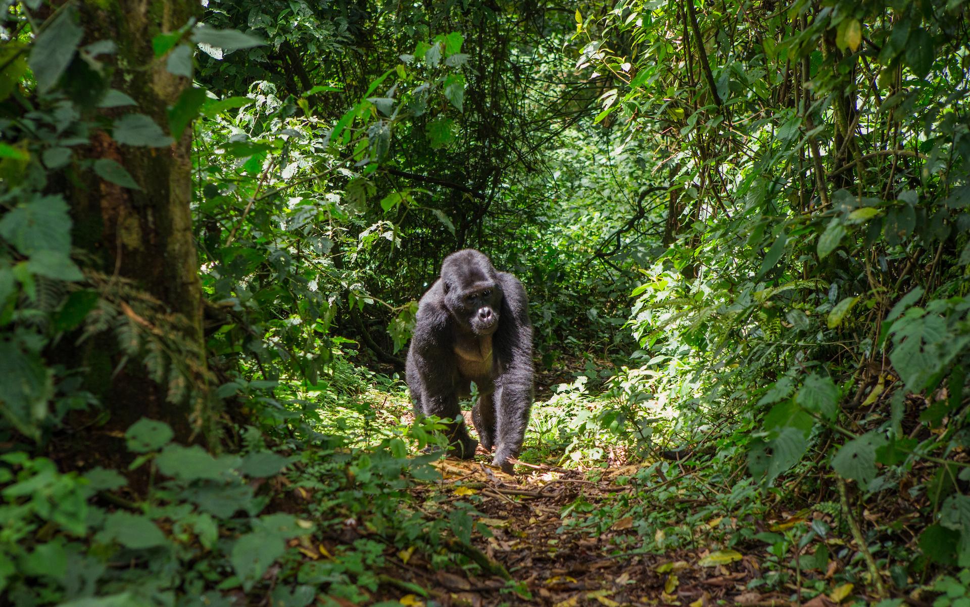 A Gorilla in Rwanda | Luxury Rwanda Holidays | The Ultimate Travel Company