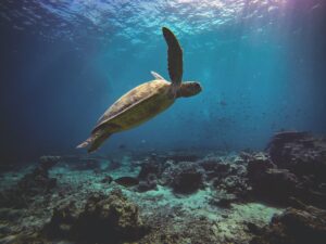Turtle in the Water | Borneo Holidays | The Ultimate Travel Company
