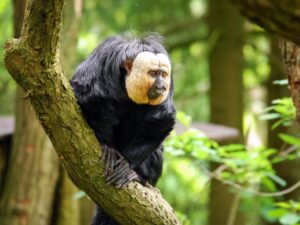 White-Faced Saki Monkey in the Trees | Luxury Guyana Holidays | The Ultimate Travel Company