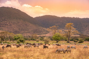 Herd of Zebra in the Ngorongoro Crater | Tanzania Safaris | Zanzibar Holidays | The Ultimate Travel Company