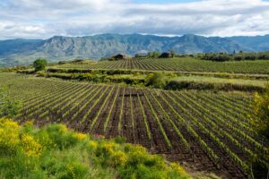Northern Italy | Sicily Vineyard | The Ultimate Travel Company