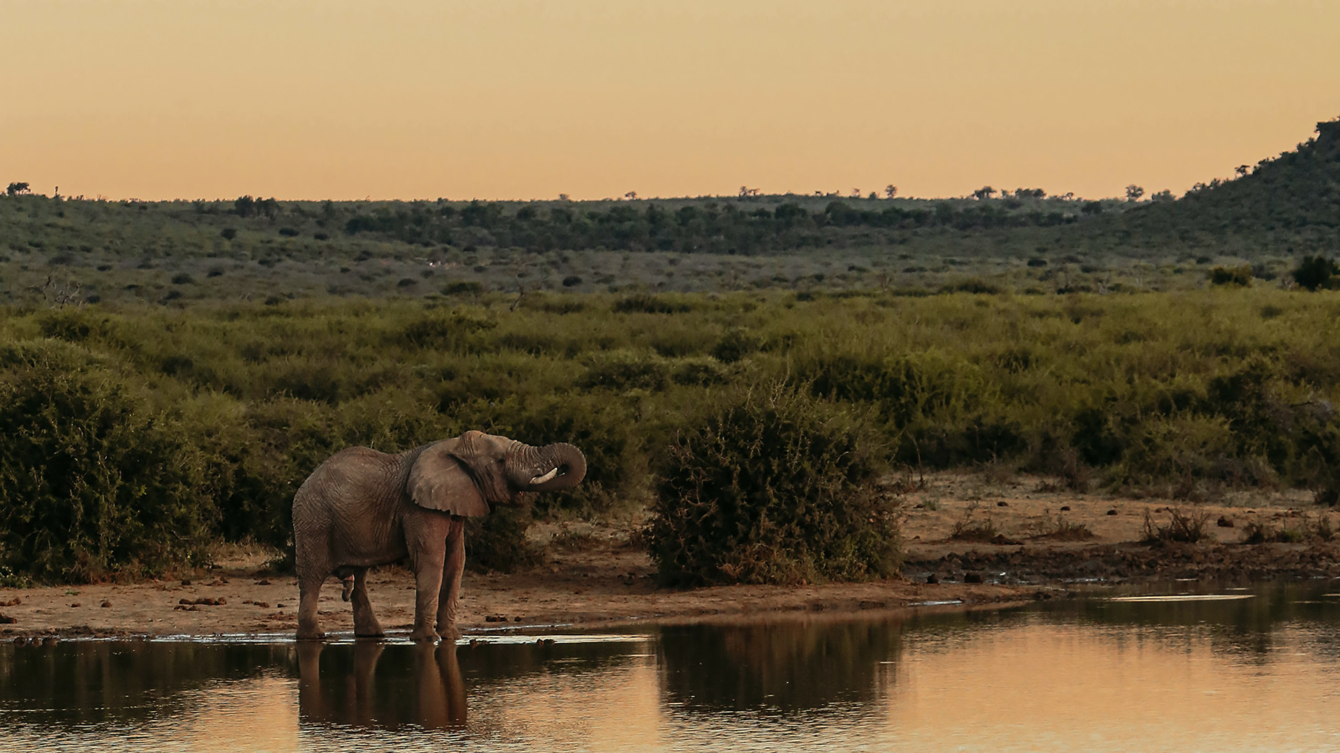 Elephant at a Water Source in Madikwe | South Africa Safari Holidays | South Africa Holidays | The Ultimate Travel Company