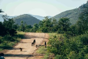 Greater Kruger | Greater Kruger Wildlife | Ultimate Travel Company