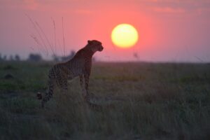 Liuwa Plain National Park | Luxury Zambia Holidays | The Ultimate Travel Company