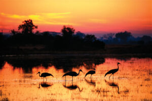 Kafue National Park | Kafue | Ultimate Travel Company