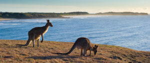 Two Kangaroos on Kangaroo Island | Australia Holidays | The Ultimate Travel Company