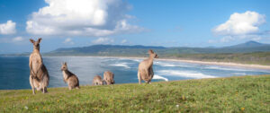 Kangaroos on Kangaroo Island | Australia Holidays | The Ultimate Travel Company