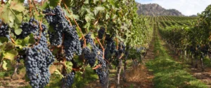 Kelowna and Okanagan - Vineyard Okanagan Valley - Ultimate Travel Company