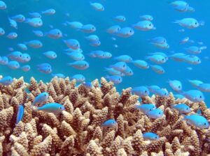 Underwater Coral Reef and Tropical Fish in Fiji Islands | The Ultimate Travel Company