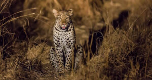 South Luangwa | Leopard | Ultimate Travel Company