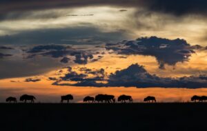 Liuwa Plain National Park, Luangwa | Luxury Zambia Holidays | The Ultimate Travel Company