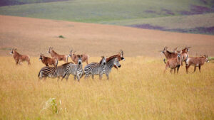 Zebras in Malawi | Luxury Malawi Holidays | The Ultimate Travel Company