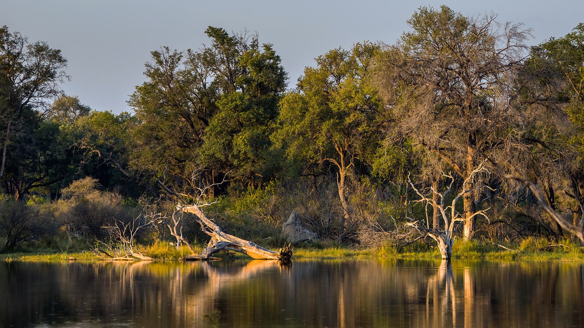 Moremi Game Reserve | Luxury Botswana Safaris | The Ultimate Travel Company