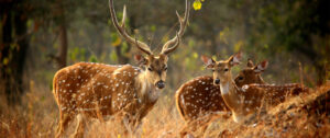 Panna National Park, India | Wildlife | Ultimate Travel Company