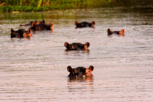 Uganda | Queen Elizabeth National Park | Ultimate Travel Company