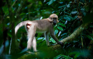 Monkey at Sangha Lodge | Luxury Republic of the Congo Holidays | The Ultimate Travel Company