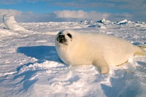 Seal Pup on Ice Floe | The Ultimate Travel Company