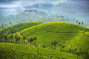 Tea Plantation in Munnar | Luxury India Holidays | The Ultimate Travel Company