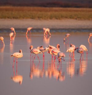 Flamingos at The Makgadikgadi Pans in Kalahari Desert | Botswana | The Ultimate Travel Company