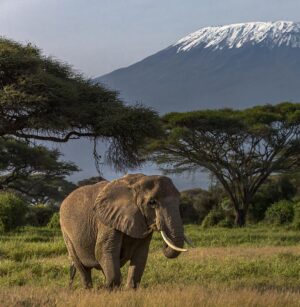 Elephant Walking Along the Plains Against the Backdrop of Mount Kilimanjaro | Kenya Safaris | Kenya Holidays | The Ultimate Travel Company