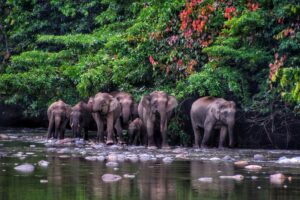 Elephants Walking Along the River Banks in the Jungle | Borneo Holidays | The Ultimate Travel Company