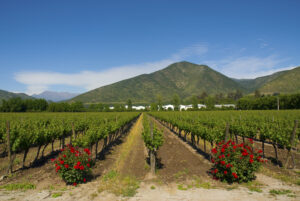 Chilean Winelands | Vineyard | Ultimate Travel Company