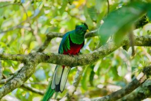 Monteverde | Curi-Cancha Reserve, Puntarenas Province | The Ultimate Travel Company