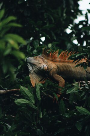 Tortuguero, Costa Rica | Wildlife | Ultimate Travel Company