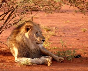 Lion in Madikwe | Luxury South Africa Holidays | The Ultimate Travel Company
