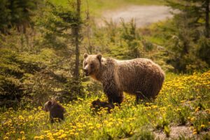 A Grizzly Bear with Her Two Cubs in Jasper National Park in Alberta | Luxury Canada Holidays | The Ultimate Travel Company